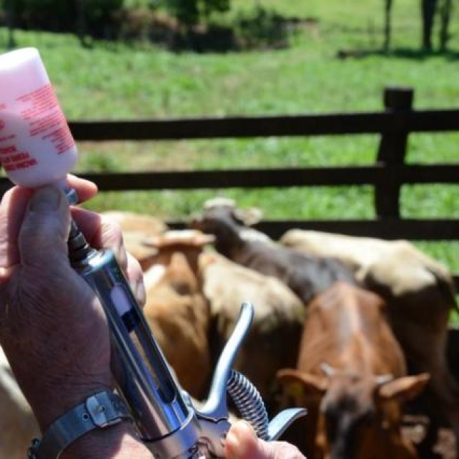 Secretaria de Agricultura, Pecuária e Pesca, disponibiliza para os Criadores de Gado a primeira etapa da vacina contra a febre aftosa